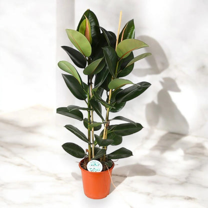 Ficus elastica 'Robusta'