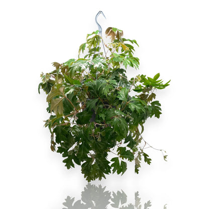 Cissus rhombifolia Ellen Danica, rampicante da interno con foglie trilobate in vaso decorativo