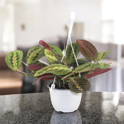 Maranta leuconeura 'Fascinator'