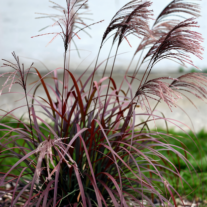 Dettaglio pannocchie rosso intenso di Miscanthus sinensis Red Chief