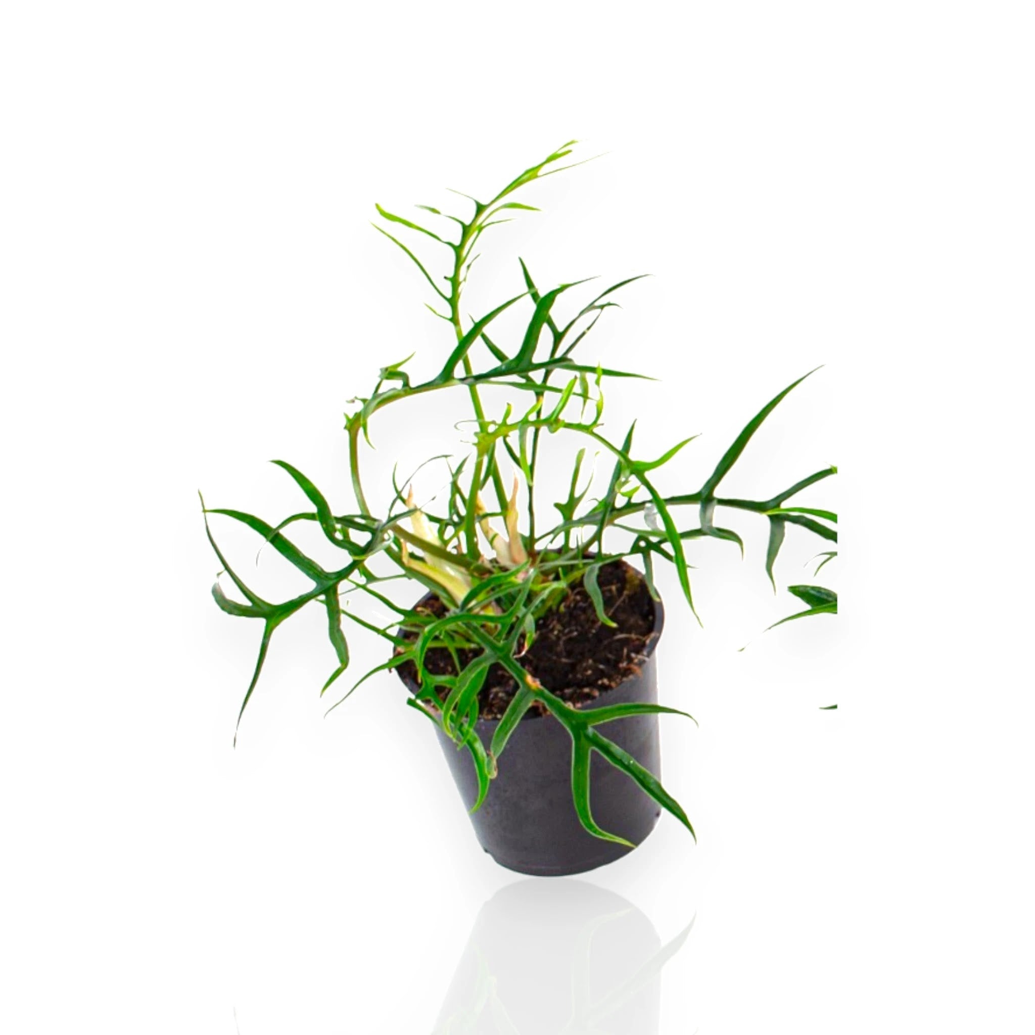 Dettaglio delle foglie irregolari e profondamente incise del Philodendron tortum Good luck