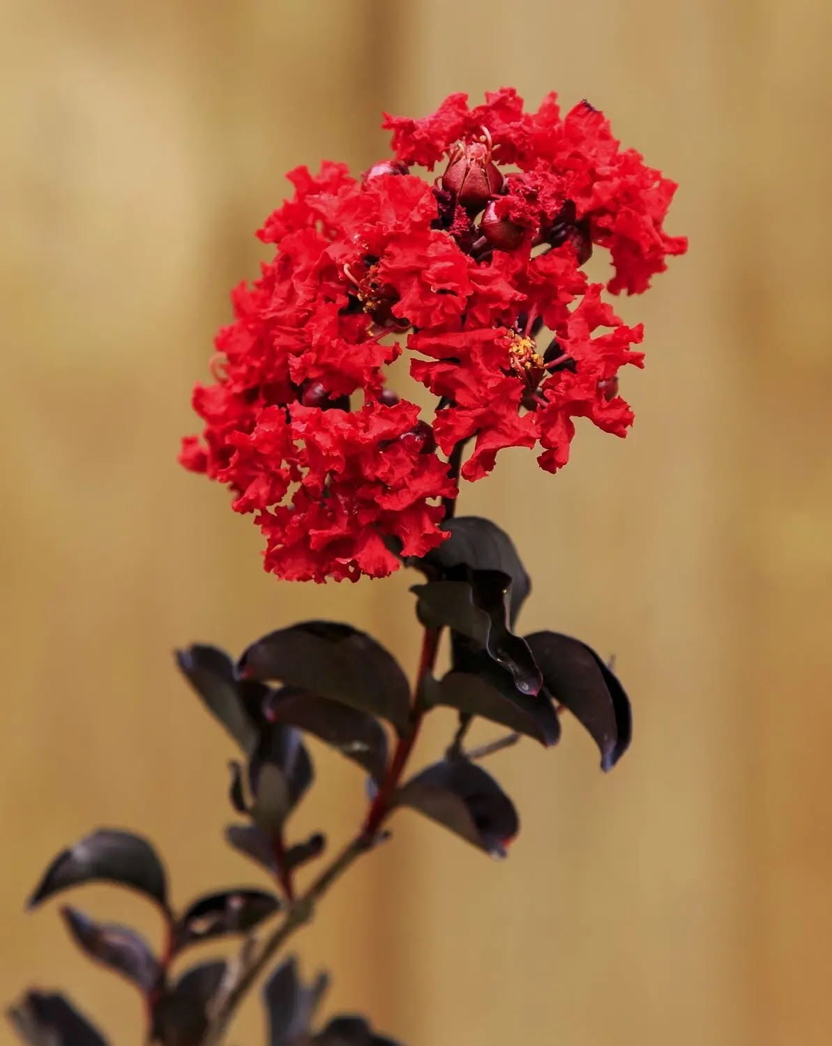 Lagerstroemia indica Black Solitaire Red Hot con fogliame viola-rosso e fiori rossi in giardino