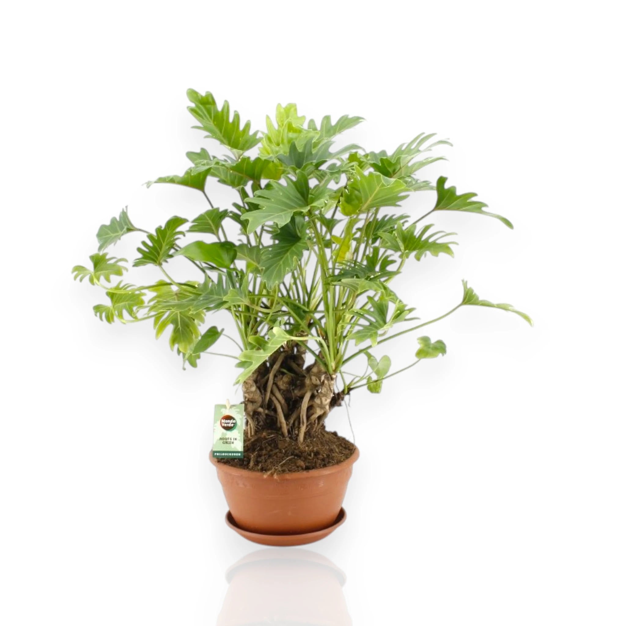 Philodendron Xanadu in vaso decorativo con foglie lobate verde brillante per arredamento interno