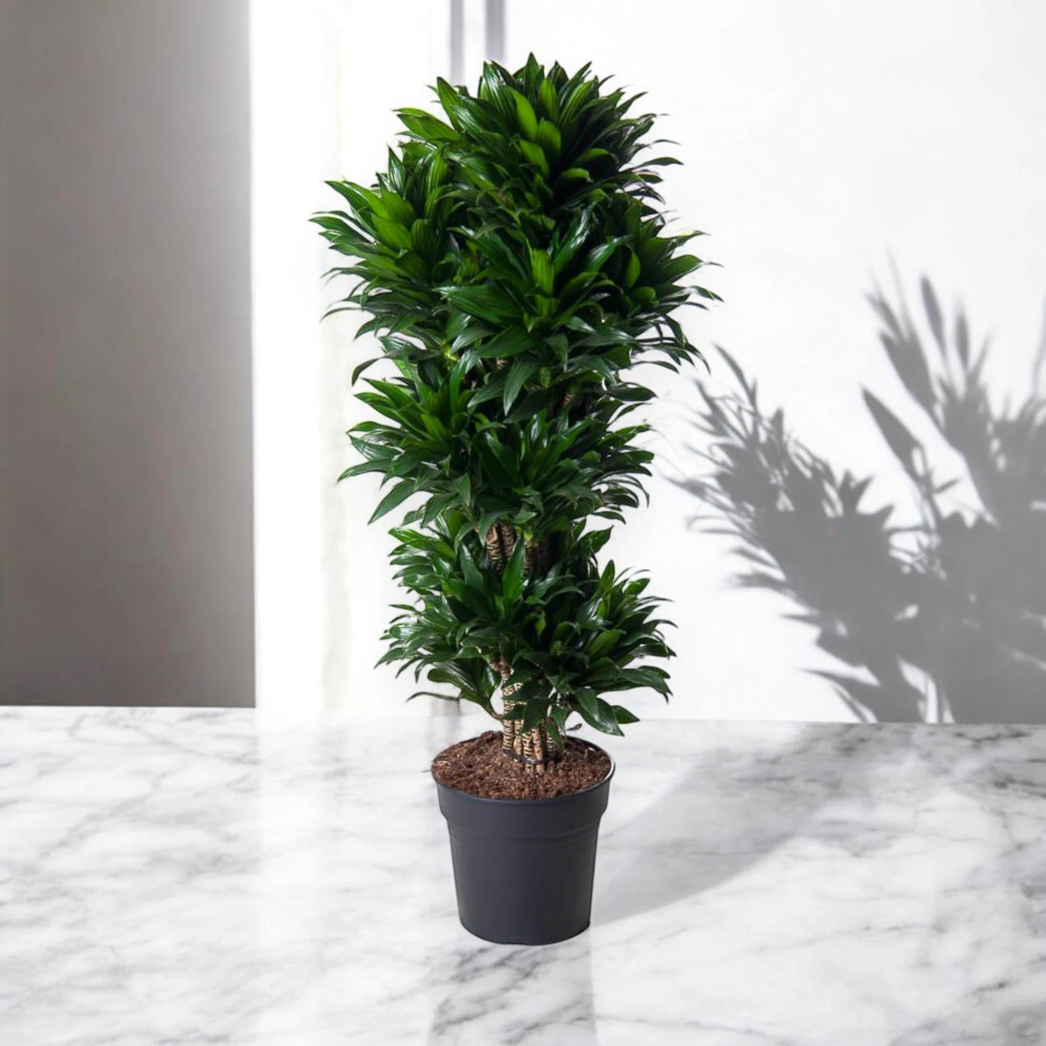 Dracaena fragrans 'Compacta'