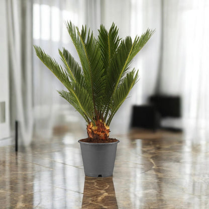 Cycas revoluta