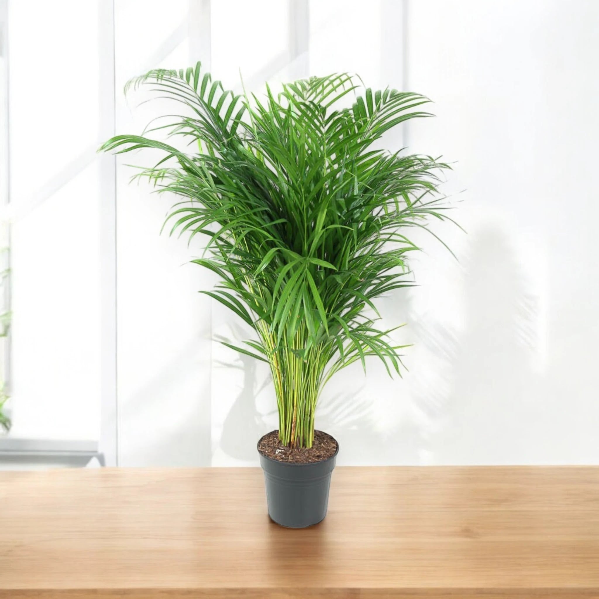 Areca - Dypsis lutescens