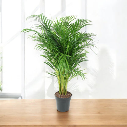 Areca - Dypsis lutescens
