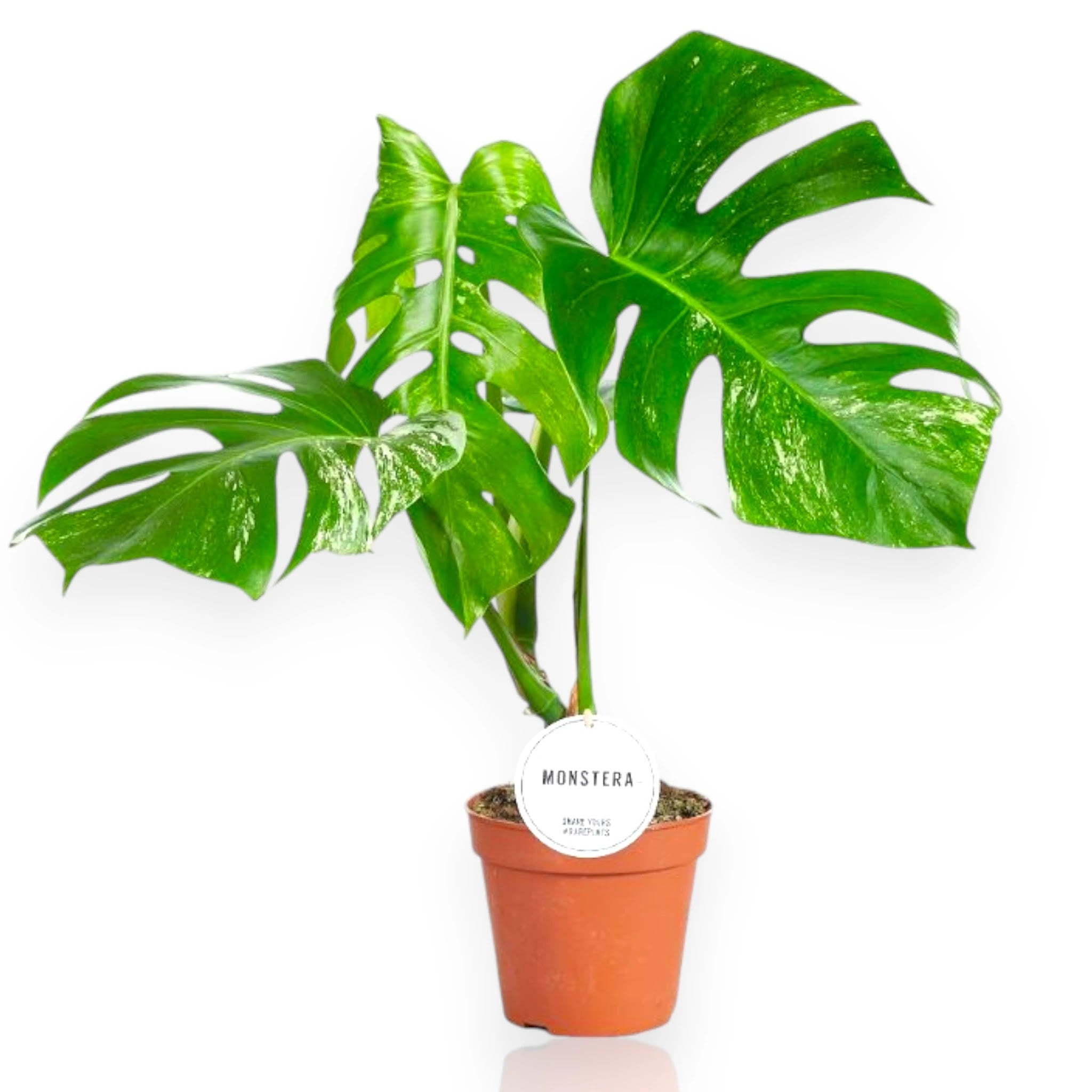 Monstera deliciosa variegata in vaso, foglie fenestrate con variegature bianco-crema in ambiente moderno