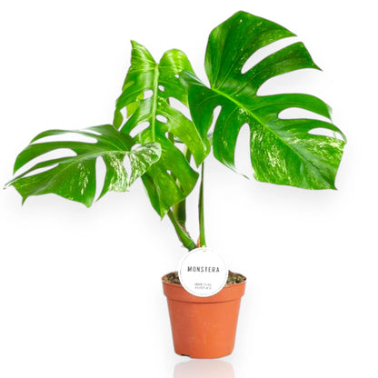 Monstera deliciosa variegata in vaso, foglie fenestrate con variegature bianco-crema in ambiente moderno