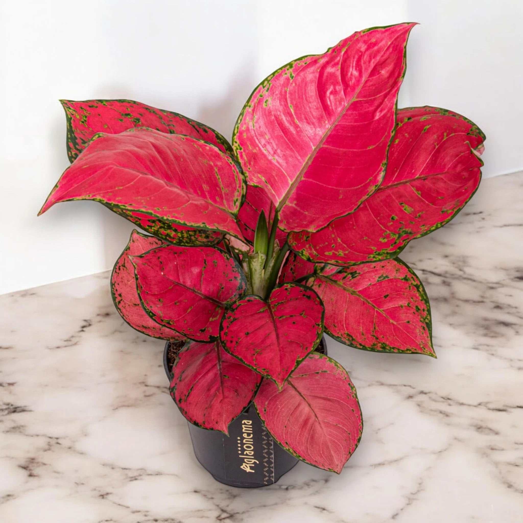 Aglaonema 'Red Joy'