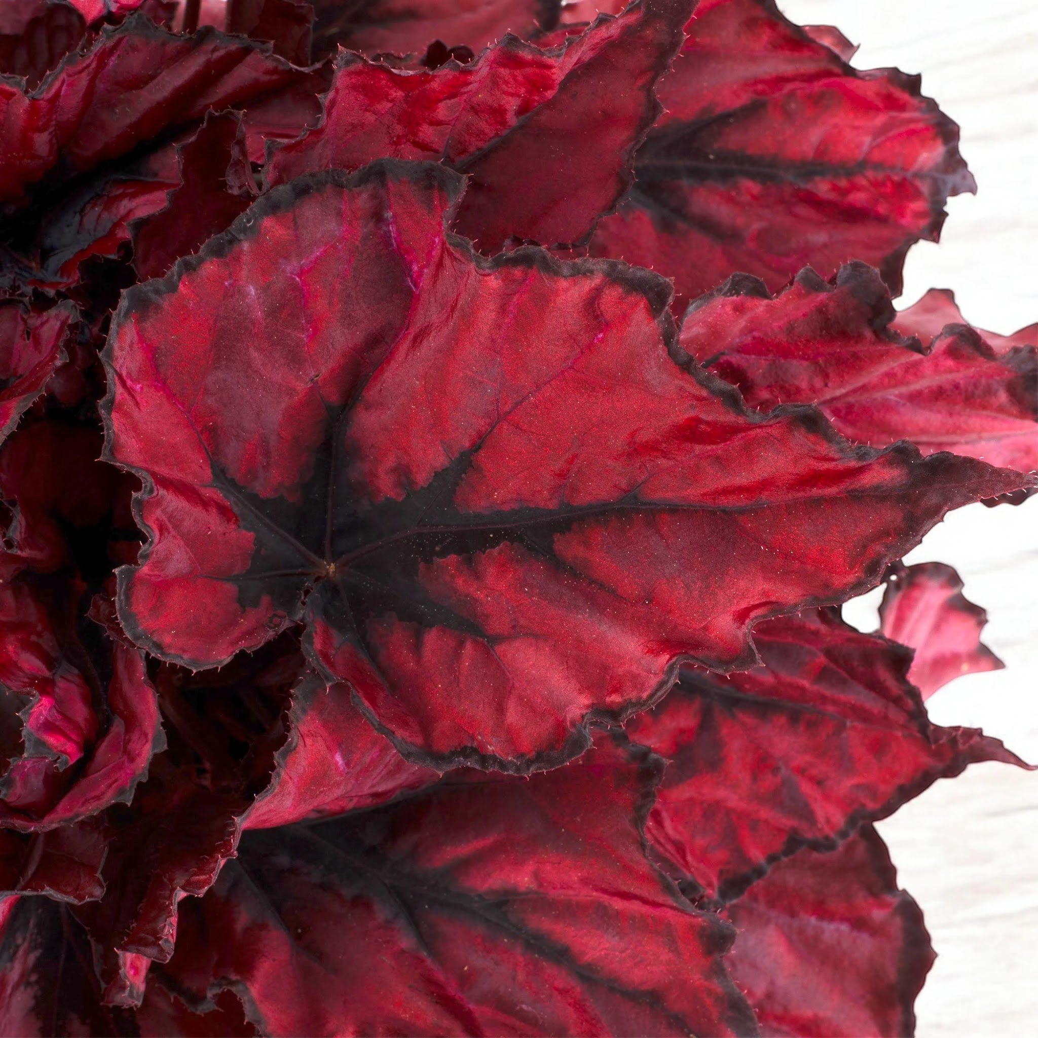 Begonia rex 'Kohala red'