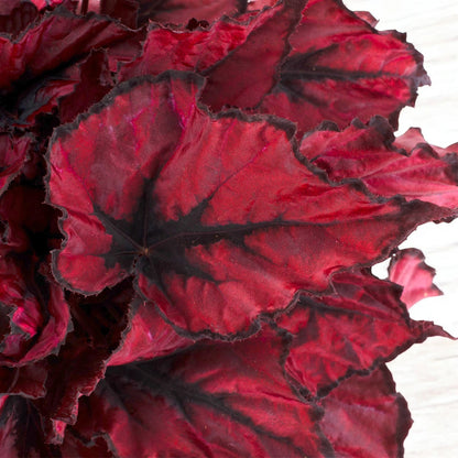 Begonia rex 'Kohala red'