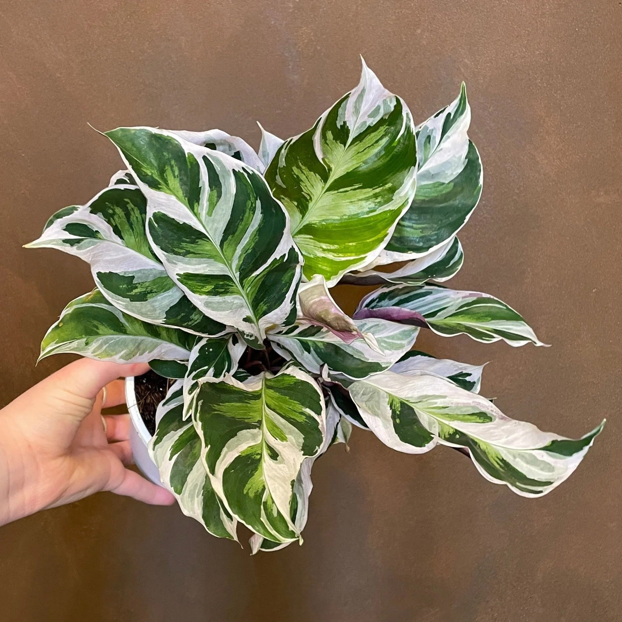 Calathea 'White Fusion'