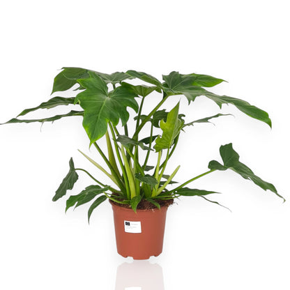 Philodendron Lacerum con foglie lacerate naturali in vaso da interno