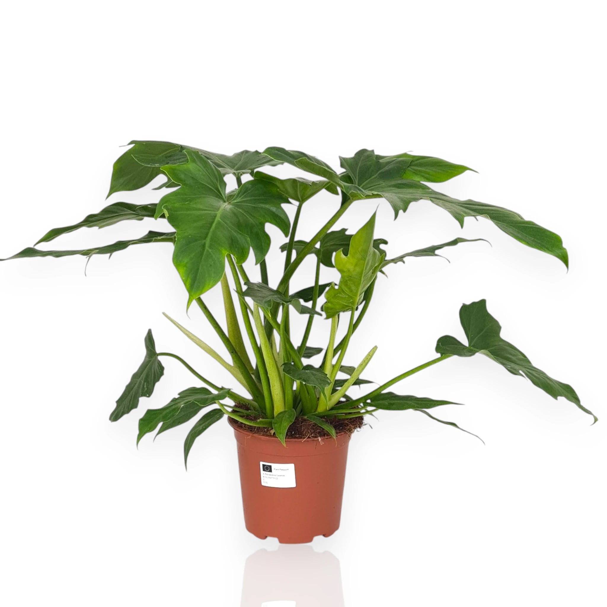 Philodendron Lacerum con foglie lacerate naturali in vaso da interno