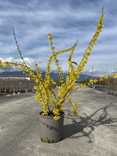 Forsizia - Forsythia 'Intermedia Weekend'