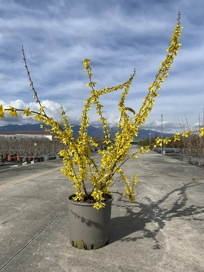 Forsizia - Forsythia 'Intermedia Weekend'