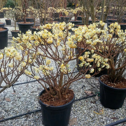 Edgeworthia chrysantha