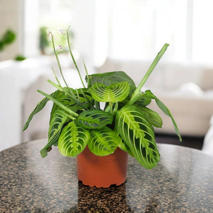 Maranta leuconeura 'Lemon Lime'