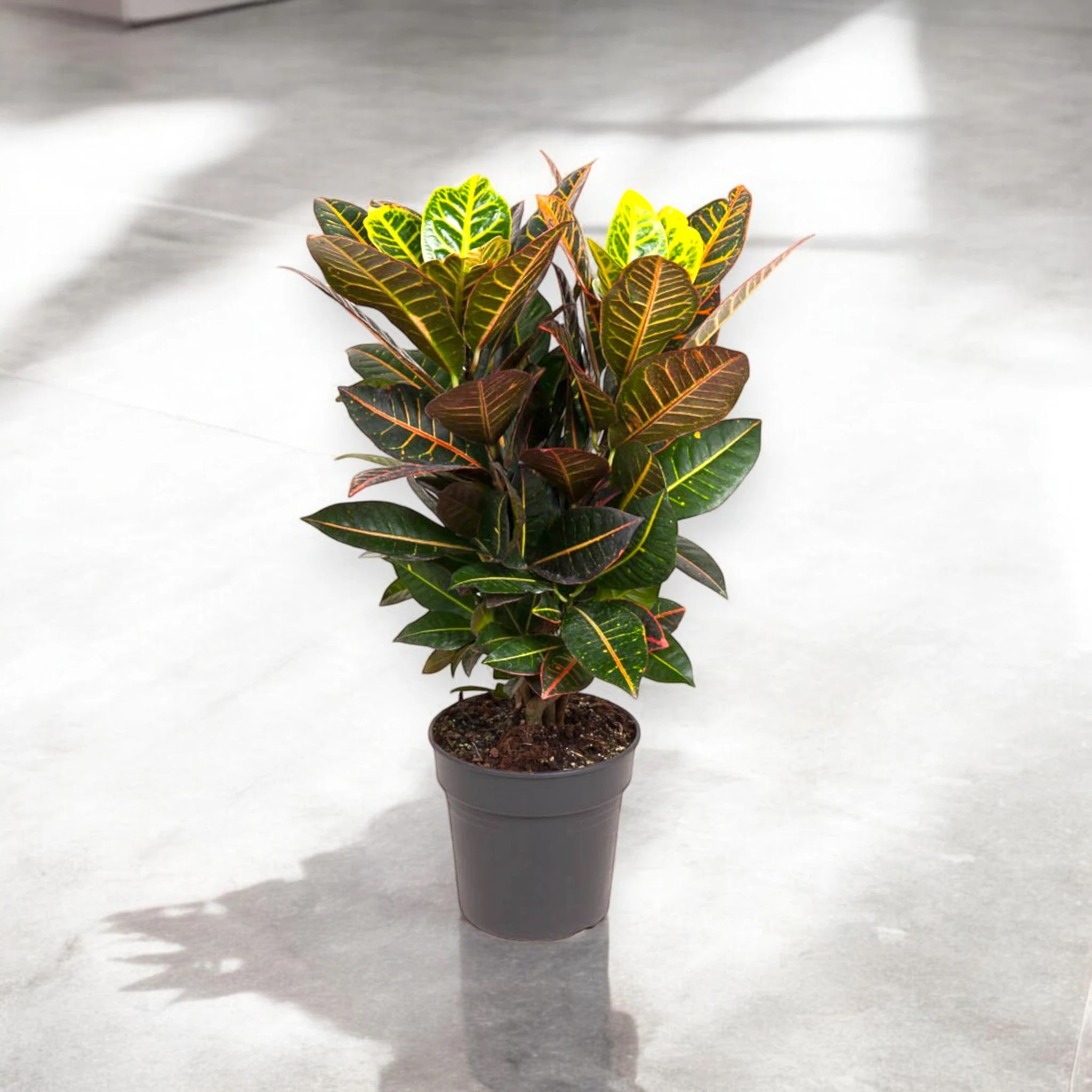Codiaeum variegatum 'Petra'