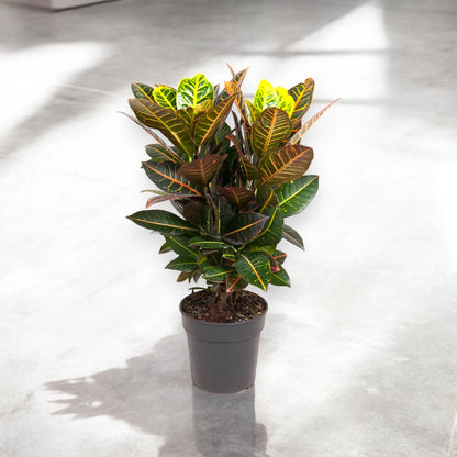 Codiaeum variegatum 'Petra'