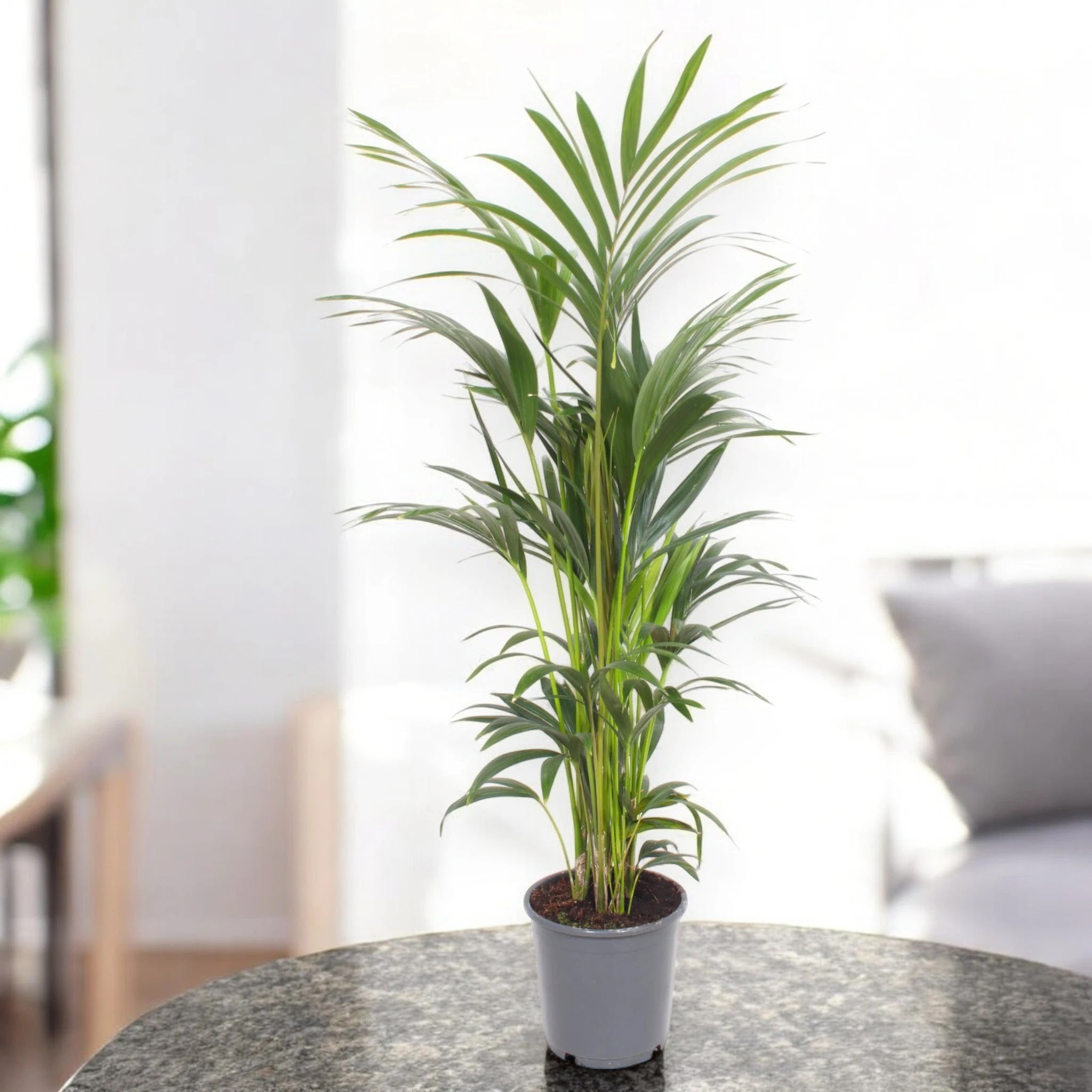 Howea forsteriana (Kentia)
