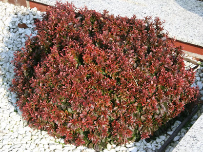 Foglie rosso porpora scuro di Berberis thunbergii Atropurpurea con dettaglio texture