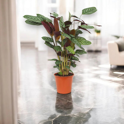Dettaglio foglie Ctenanthe setosa Compactstar con variegature argentee e superficie setosa