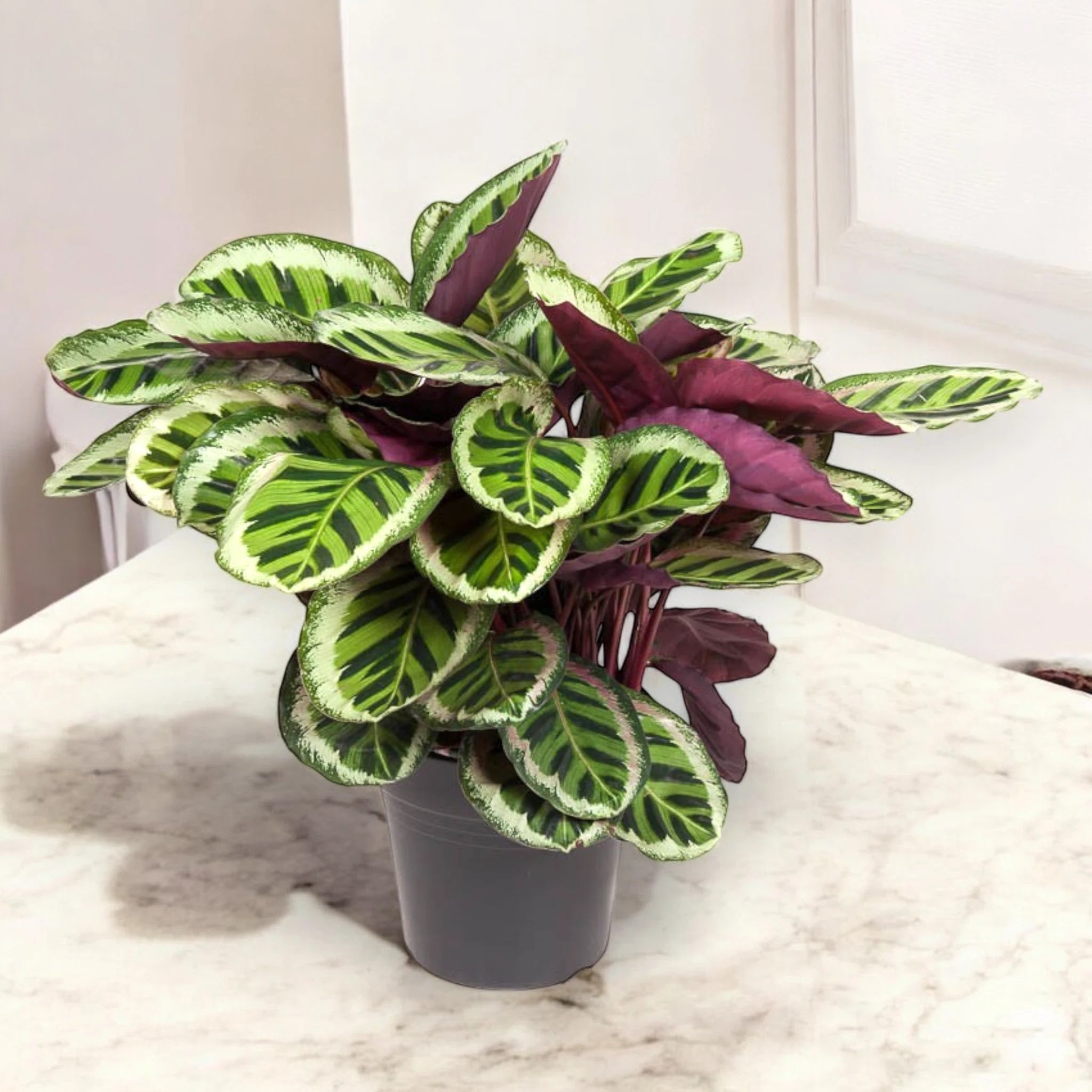 Calathea roseopicta 'Angela'