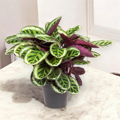 Calathea roseopicta 'Angela'