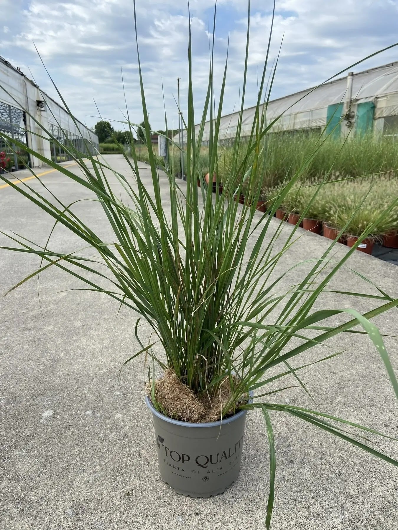 Dettaglio spighe beige dorate di Calamagrostis Karl Foerster in controluce estiva