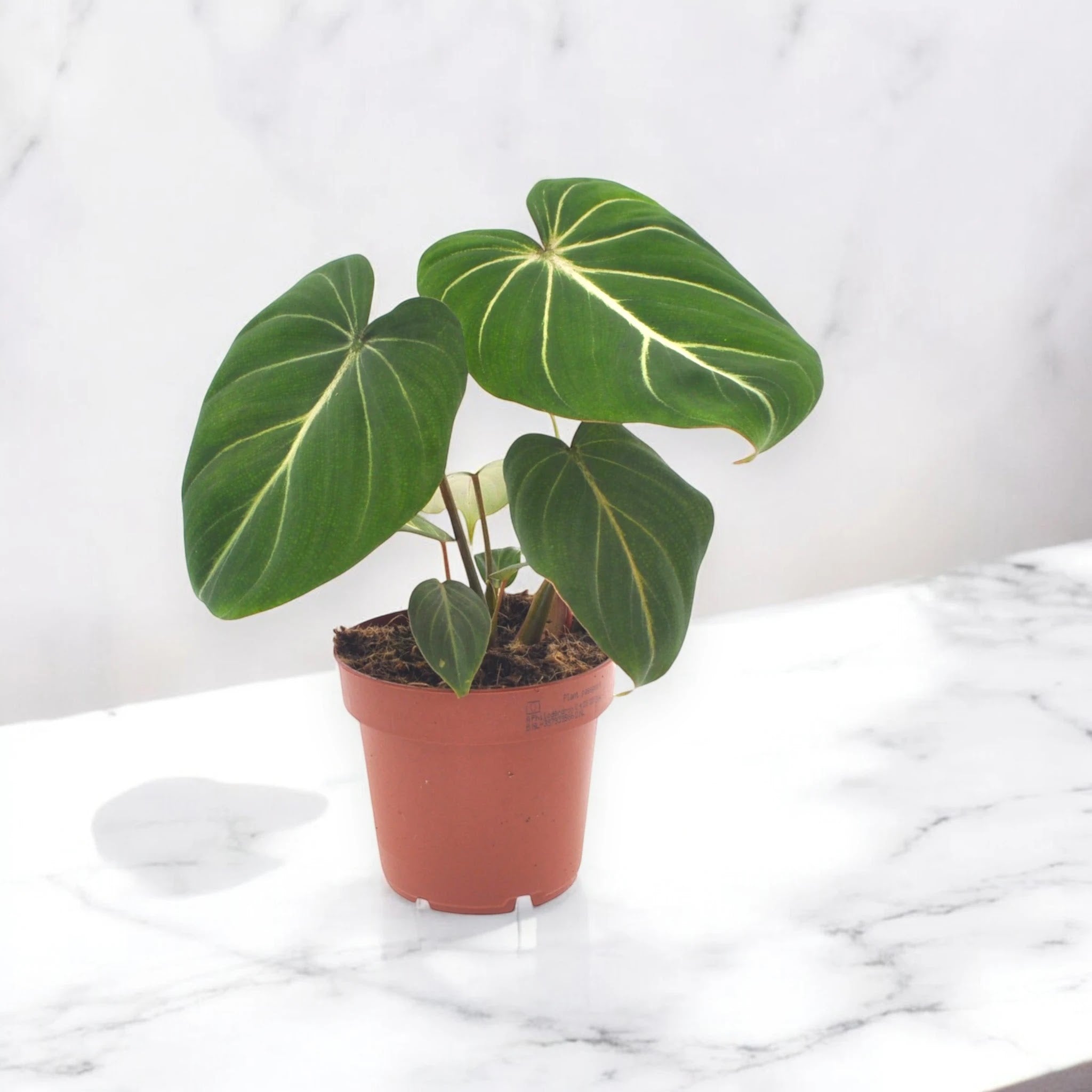 Philodendron gloriosum