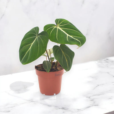 Philodendron gloriosum