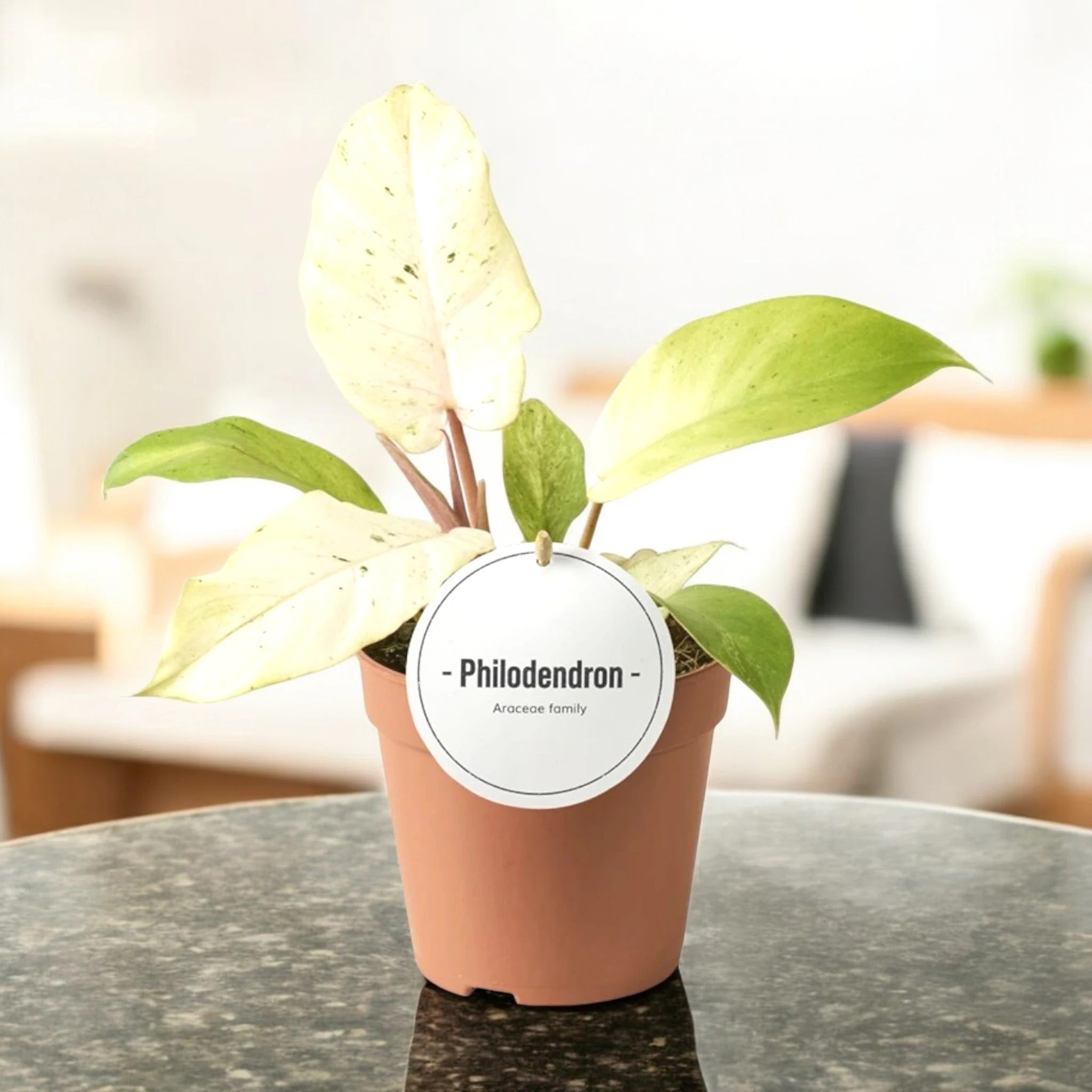 Philodendron 'Snowdrift'