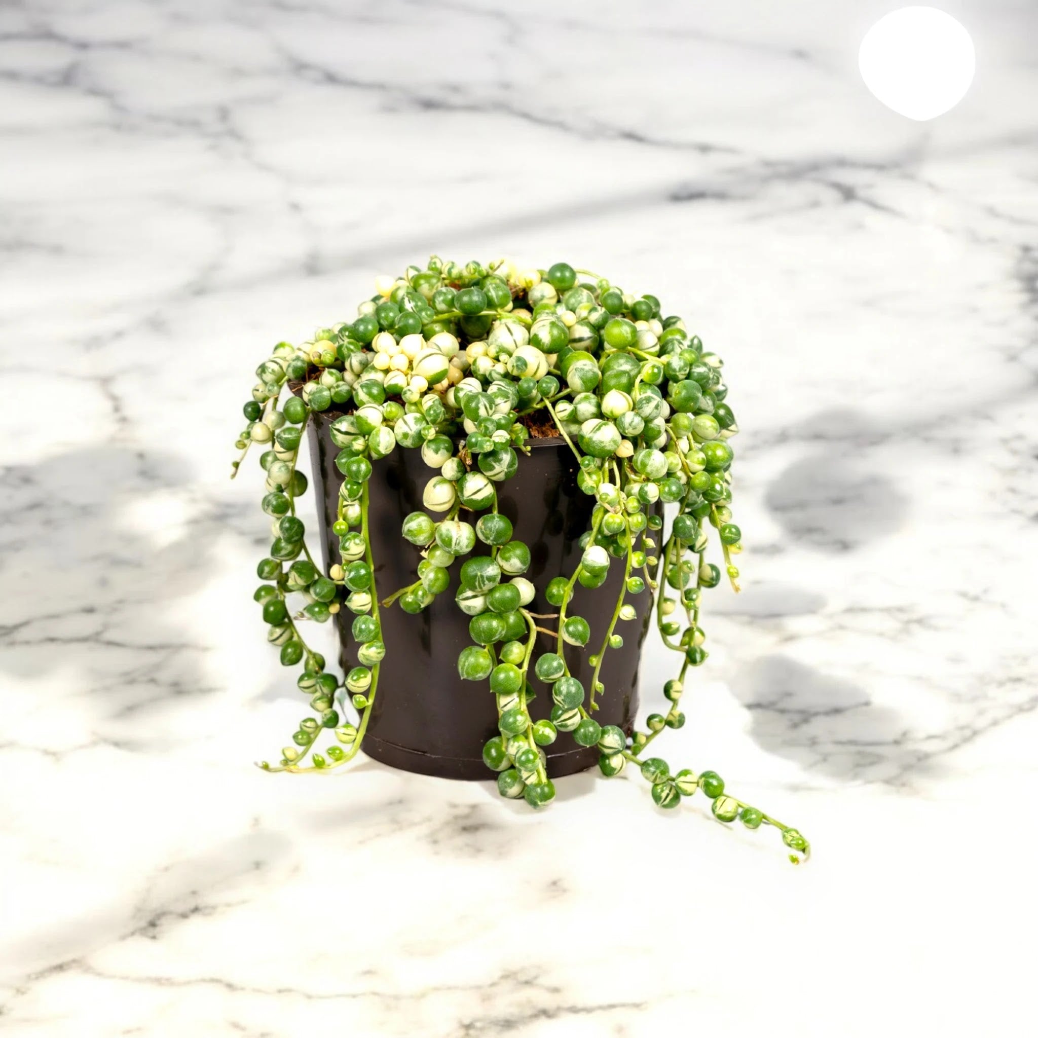 Senecio rowleyanus