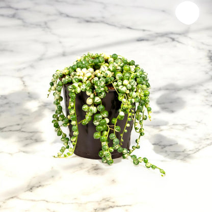 Senecio rowleyanus