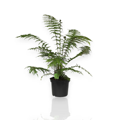 Dicksonia antarctica