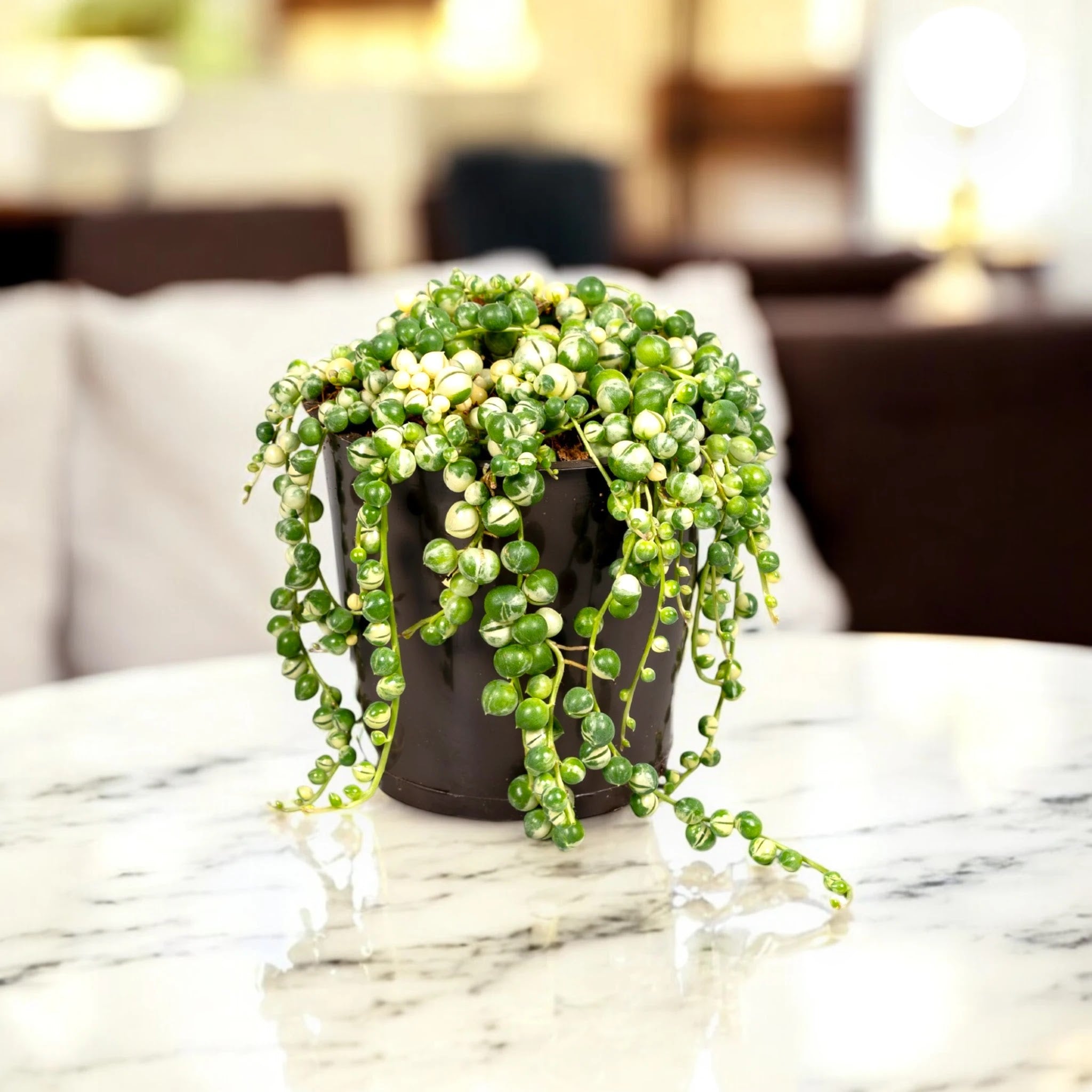 Senecio rowleyanus