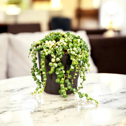 Senecio rowleyanus