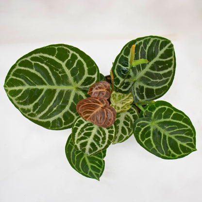 Anthurium 'Crystallinum'
