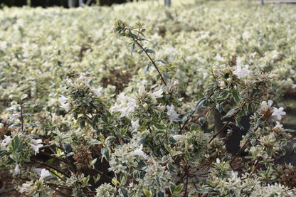 Abelia grandiflora 'Sparkling Silver'