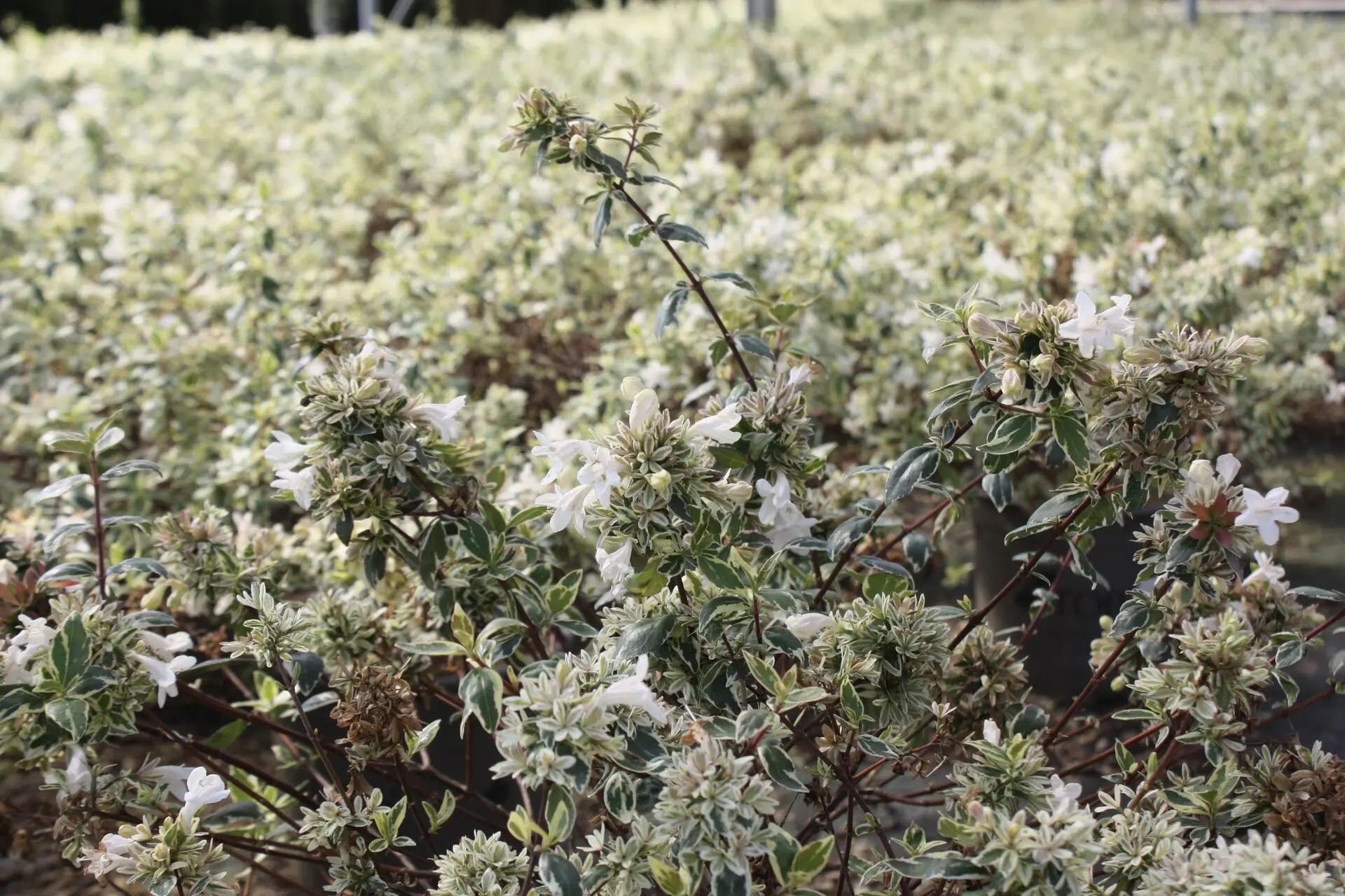 Abelia grandiflora