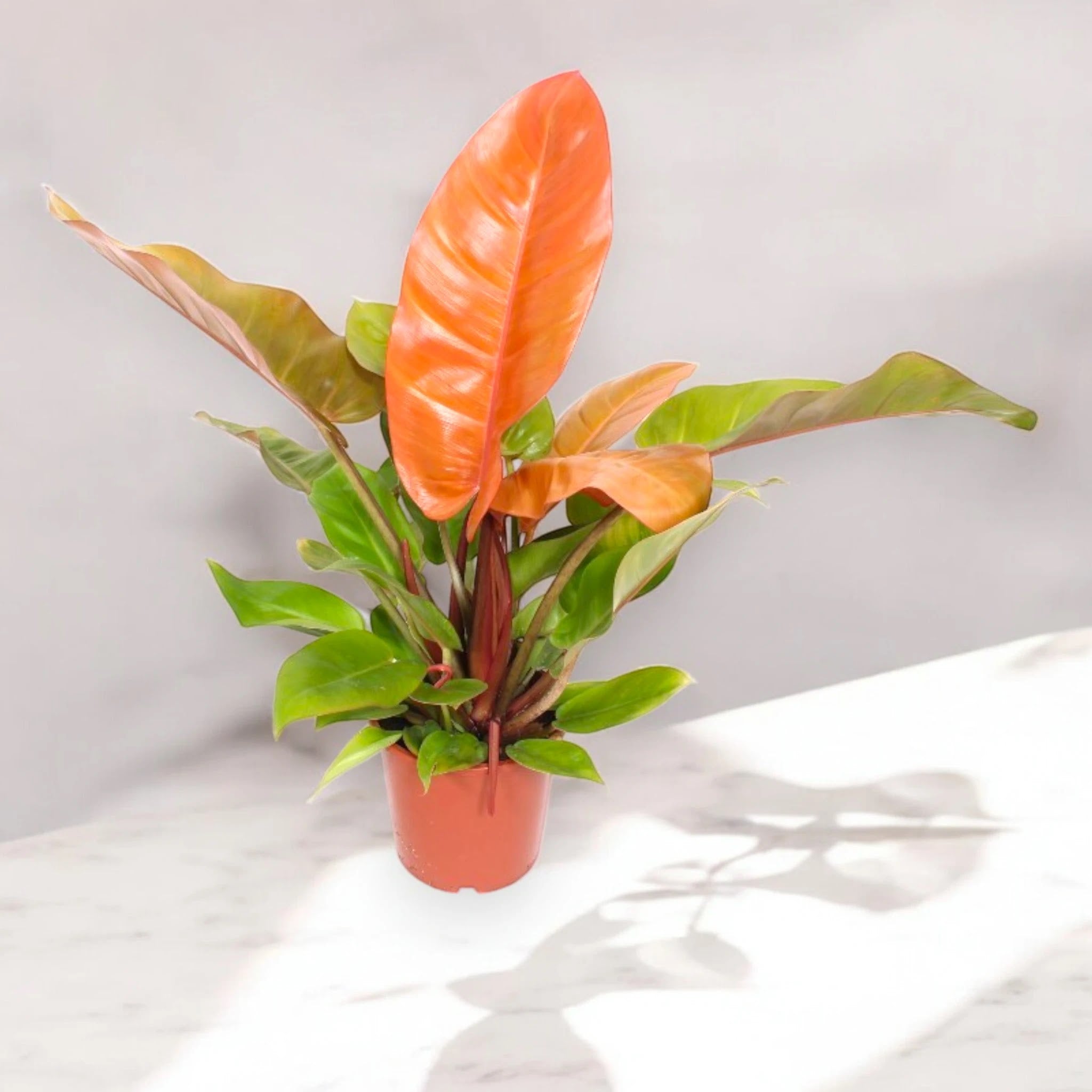 Philodendron 'Prince of orange'