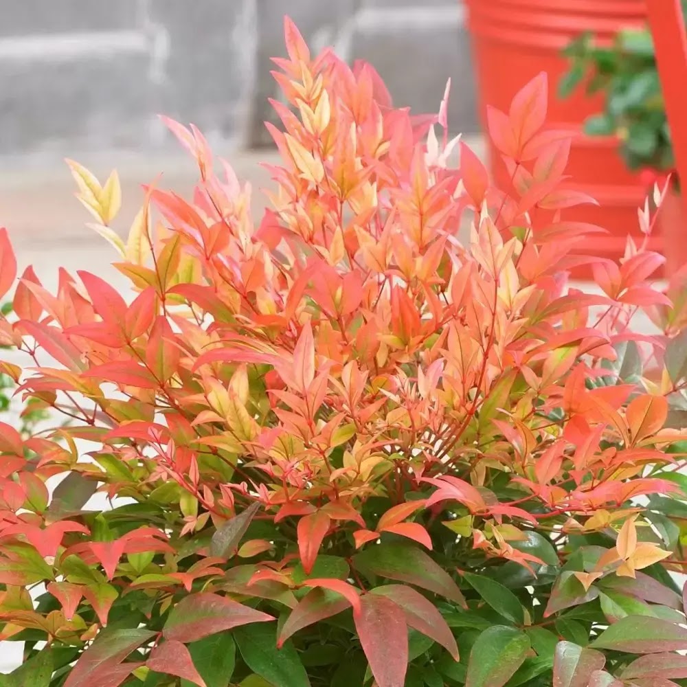 Nandina domestica