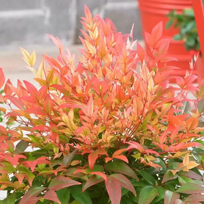 Nandina domestica