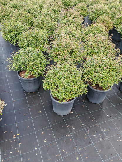 Abelia grandiflora arbusto fiorito con fiori bianchi profumati e fogliame verde lucido