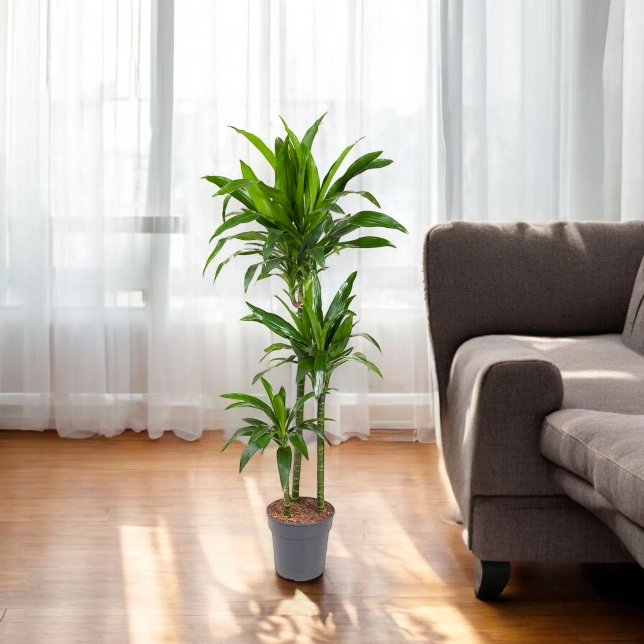 Dracaena fragrans 'Janet craig'
