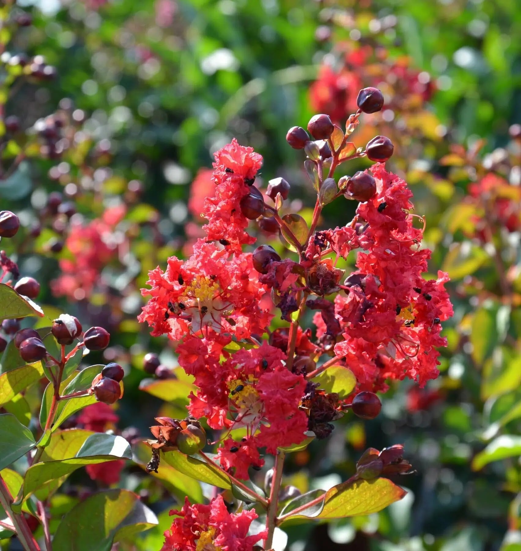 Lagerstroemia 'Dynamite'