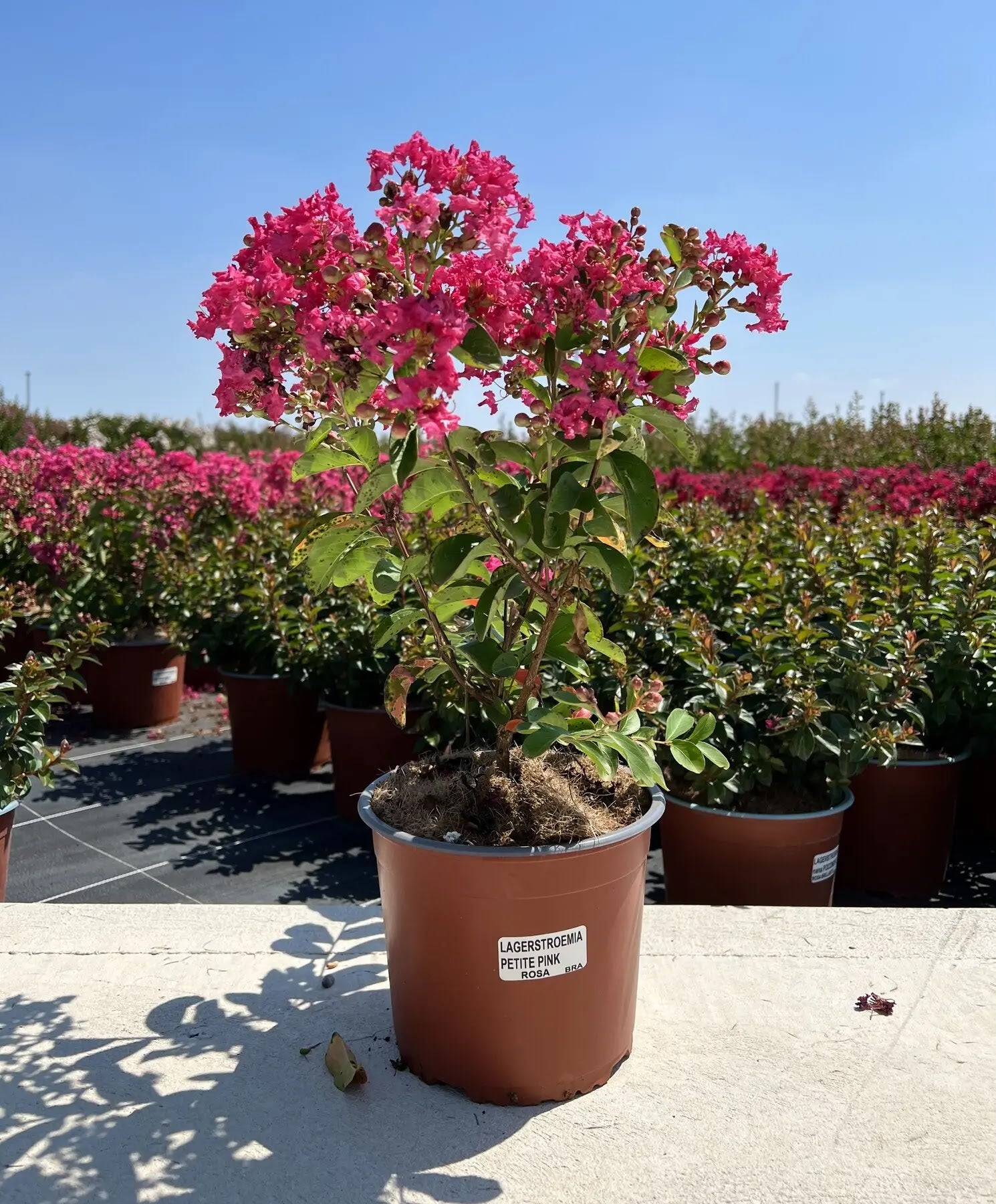 Lagerstroemia indica 'Petite Pink'