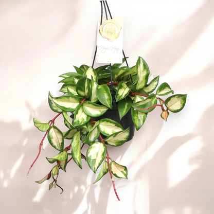 Hoya carnosa 'Tricolor'